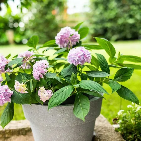 Zeleni Kuk アパート ソリン